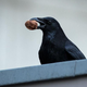crow eating walnut